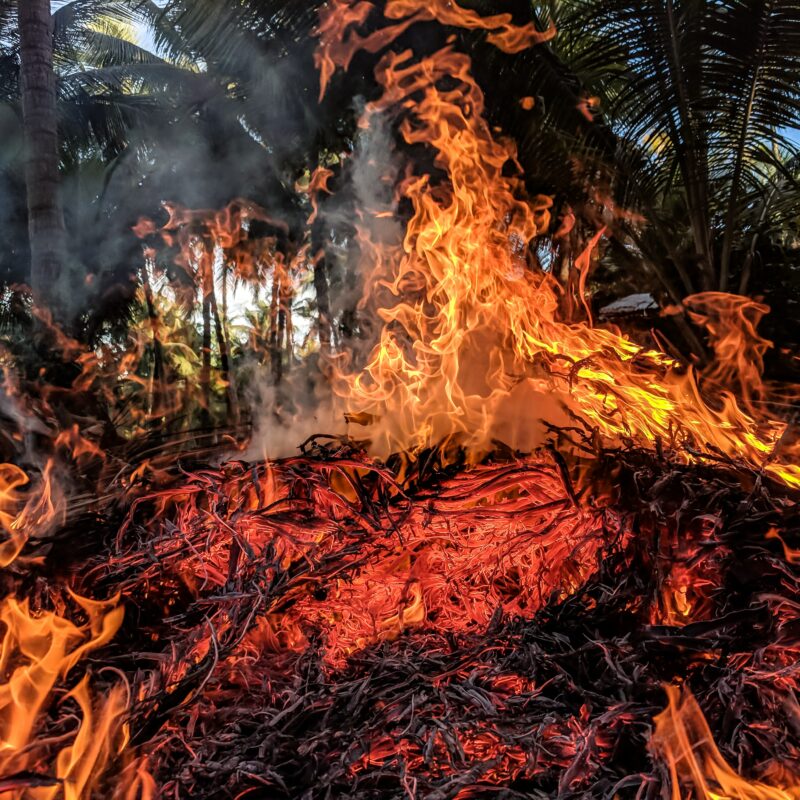 A close up photo of some shrubs on fire