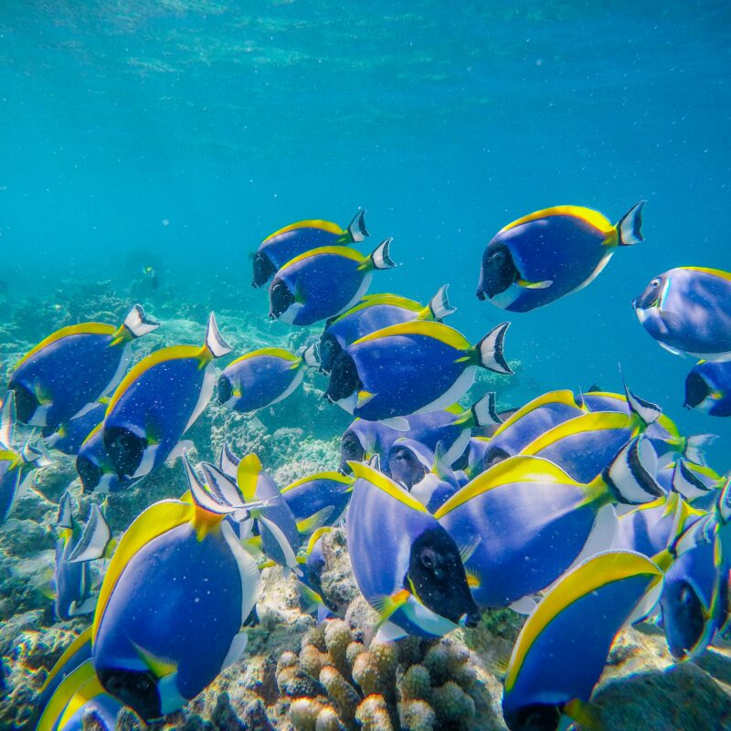 A photo of some fish in the sea above some coral